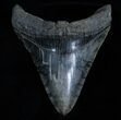 Inch Megalodon Tooth - Sharp Serrations & Tip #3534-1